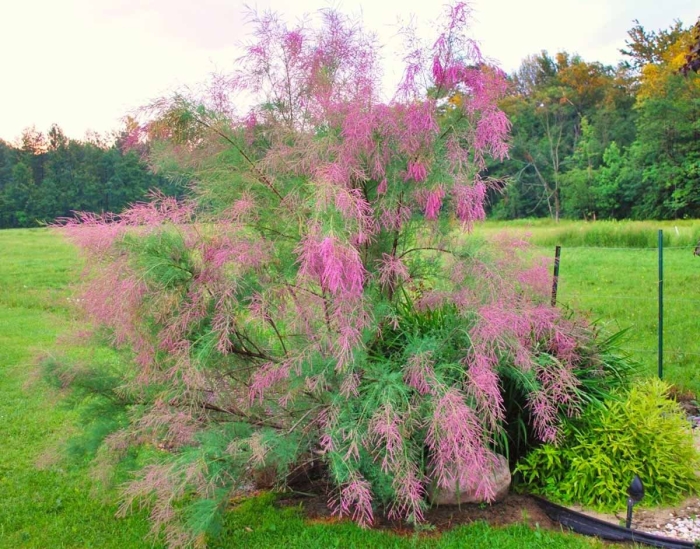 Тамарикс ветвистый rubra