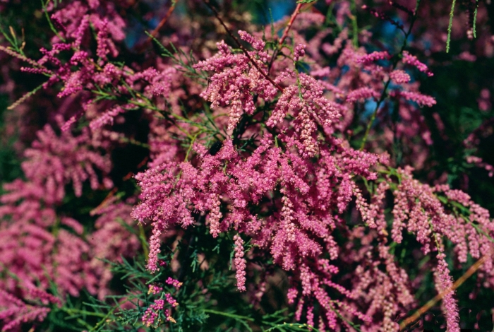 Тамарикс пинк каскад