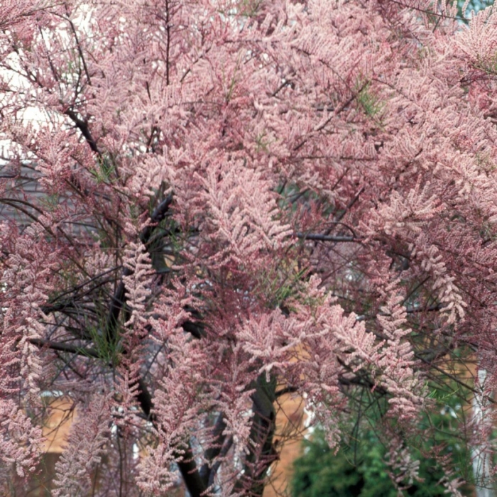 Тамарикс (гребенщик) мелкоцветковый