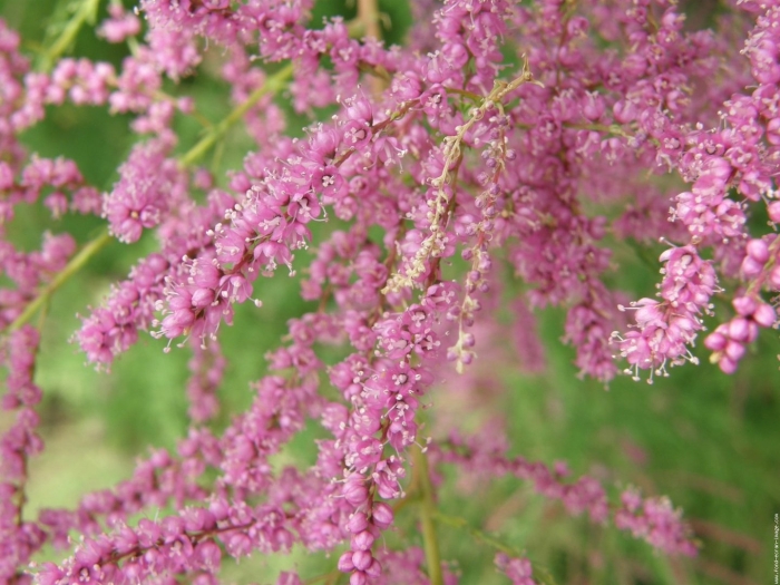 Тамарикс бисерник