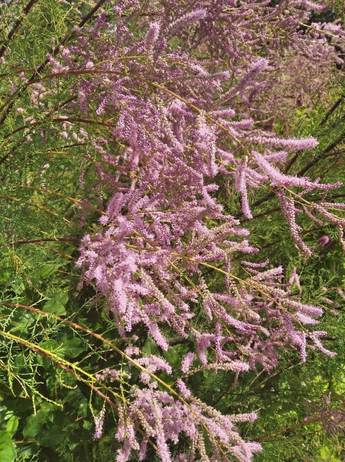 Кустарник тамарикс