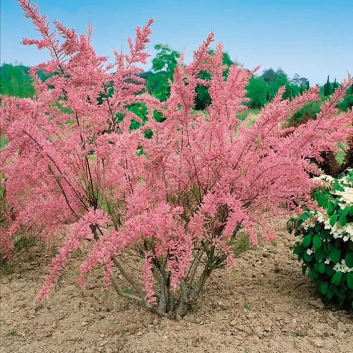 Тамарикс саженец