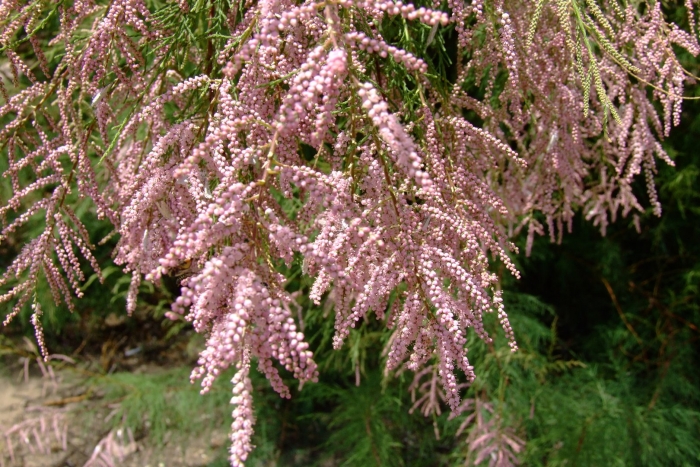 Тамарикс гребенщик