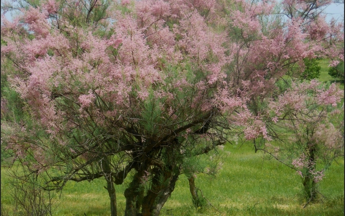 Тамарикс дерево