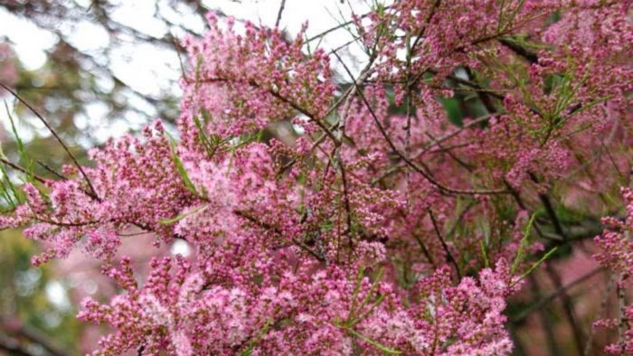 Тамарикс бисерник