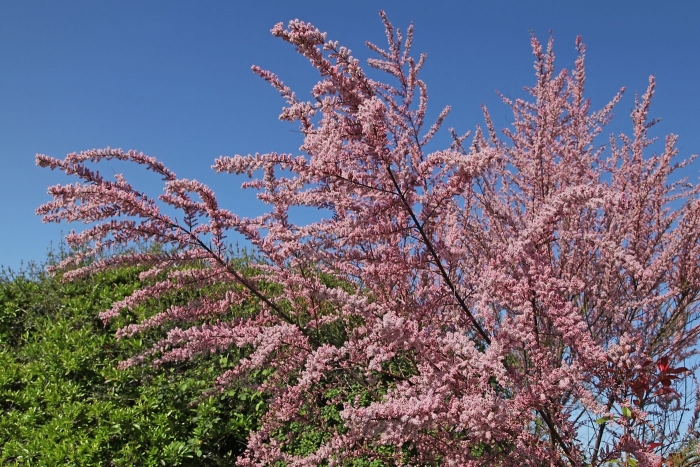 Тамариск кустарник