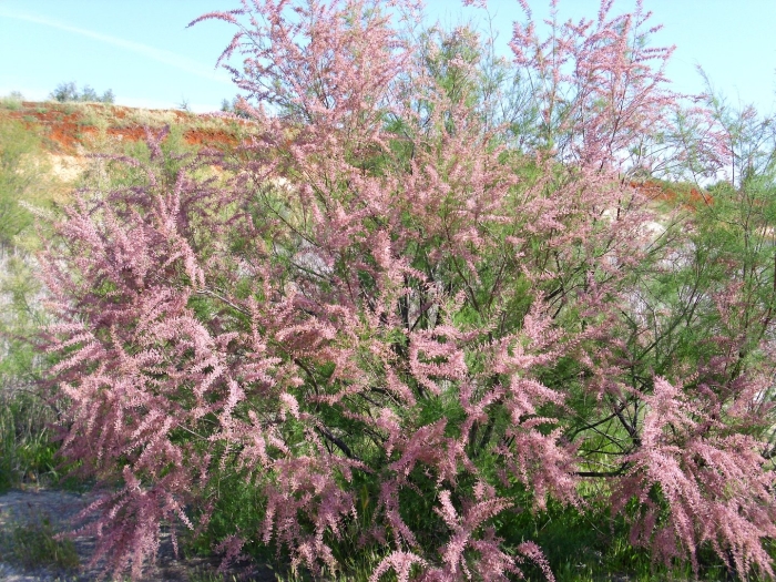 Тамарикс гребенщик