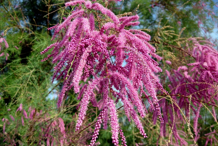 Тамарикс бисерник