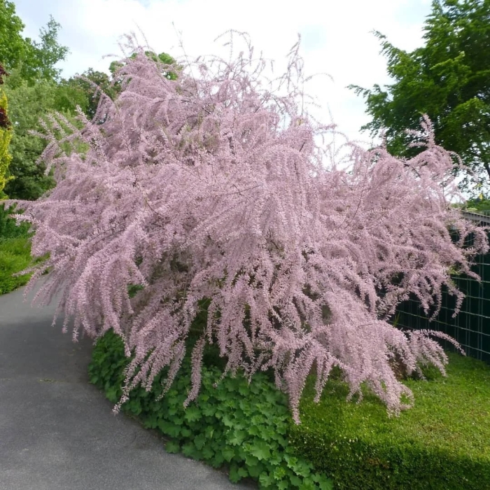 Тамарикс бисерник