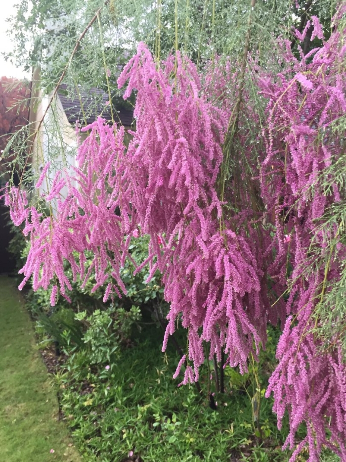 Тамарикс бисерник