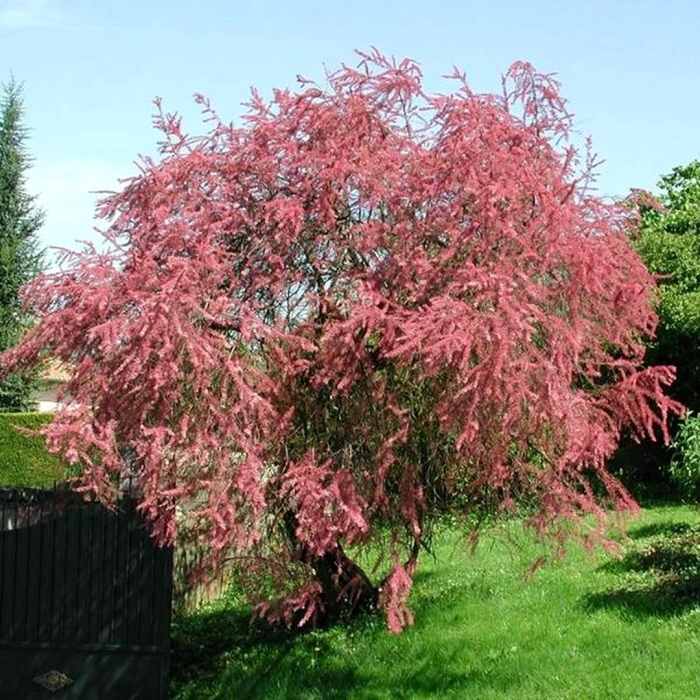 Тамарикс гребенщик