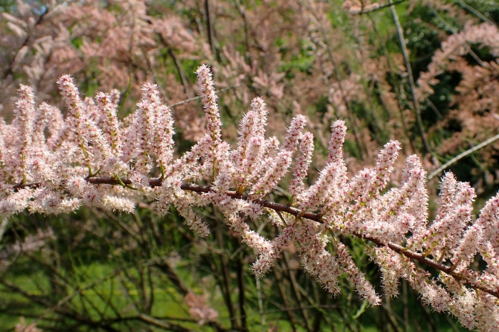 Tamarix parviflora
