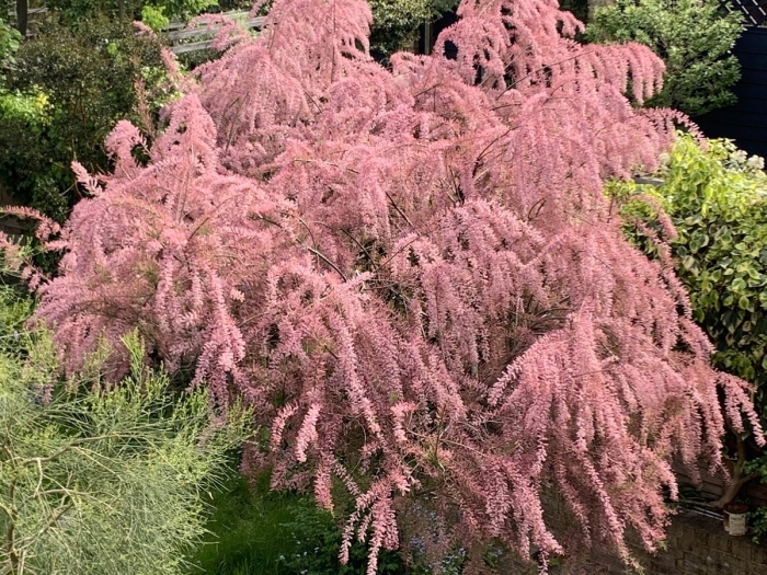 Тамарикс parviflora támarix