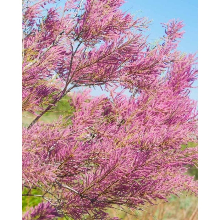 Тамарикс бисерник