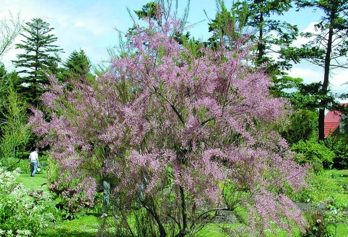 Тамарикс бисерник