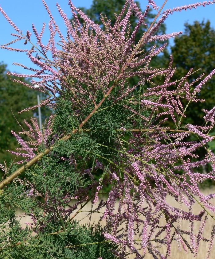 Тамарикс божье дерево