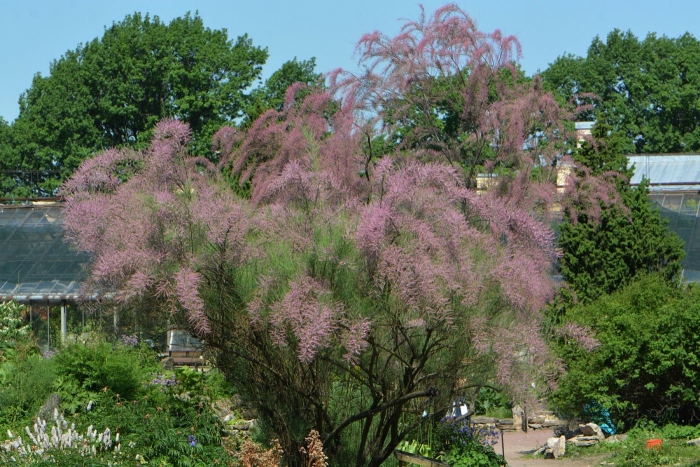 Тамарикс бисерник