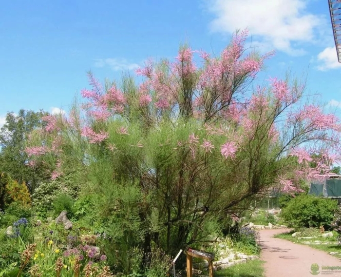 Тамарикс многоветвистый