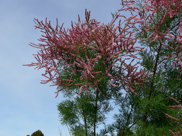 Тамарикс многоветвистый