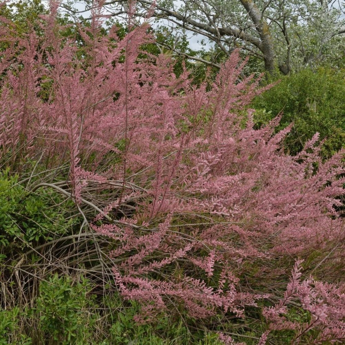 Тамарикс рубра