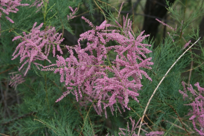 Тамарикс бисерник