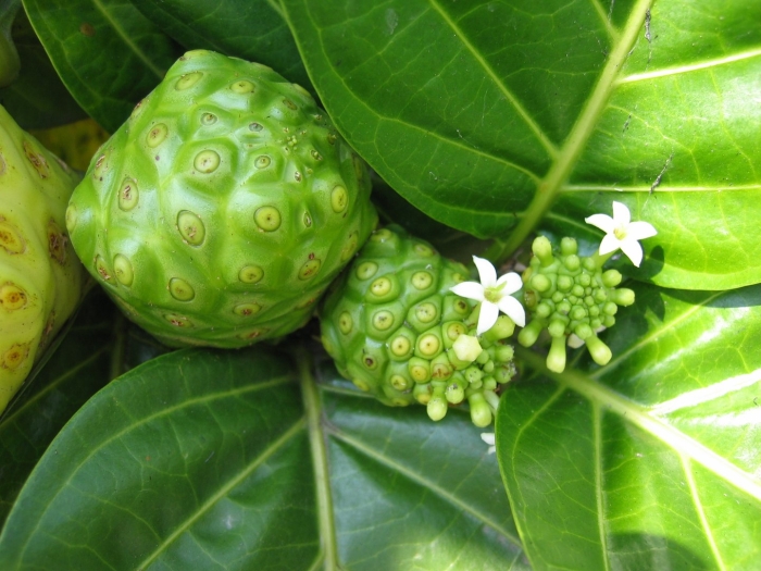 Noni morinda citrifolia