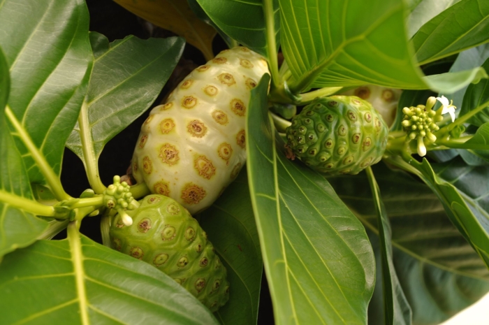 Нони фрукт