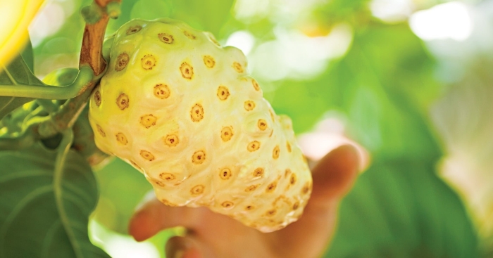 Нони моринда