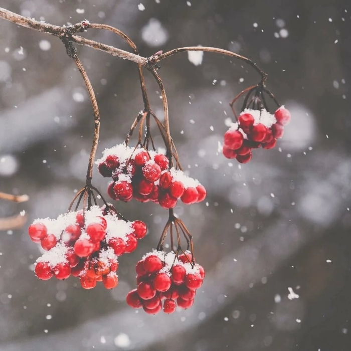 Ветка рябины зимой