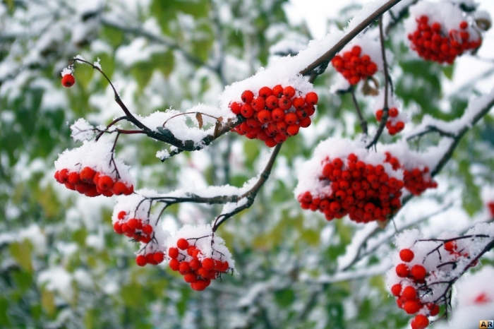 Зимняя рябина