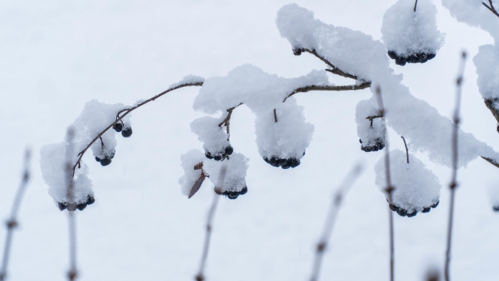 Черноплодная рябина