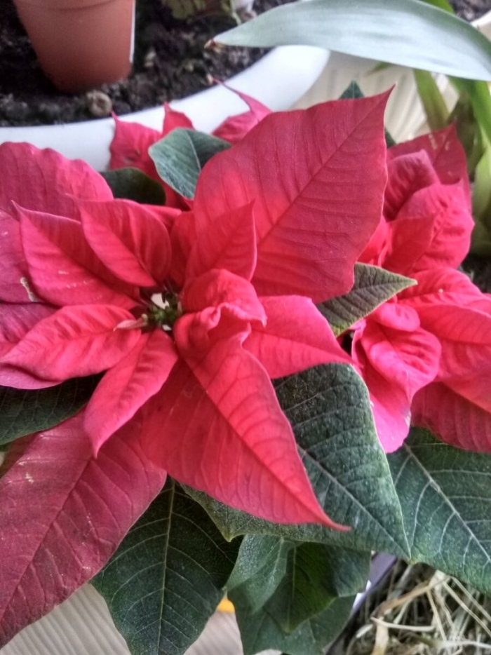 Молочай пуансеттия рождественская звезда