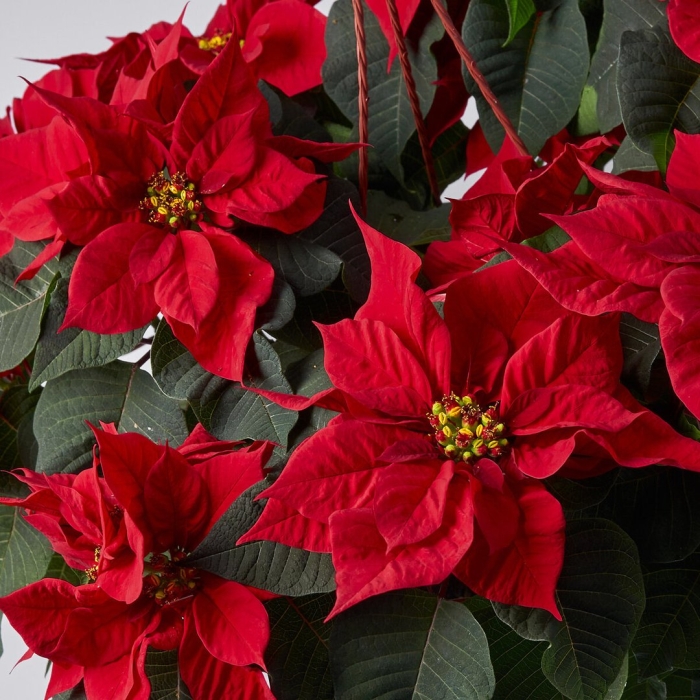 Пуансетия цветок