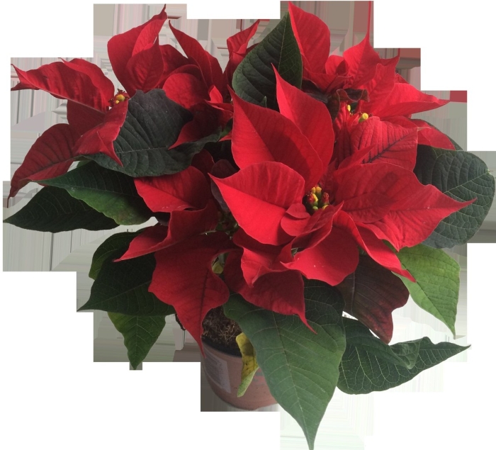 Эуфорбия пуансеттия красная