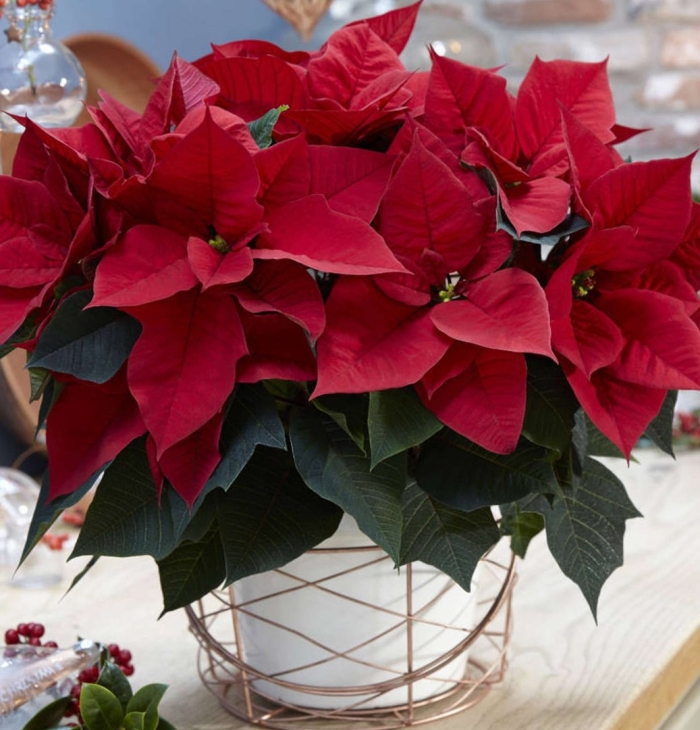 Пуансеттия красная как ухаживать в домашних условиях