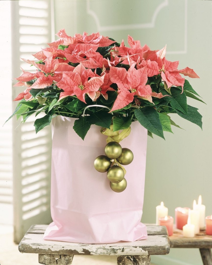 Пуансеттия euphorbia pulcherrima