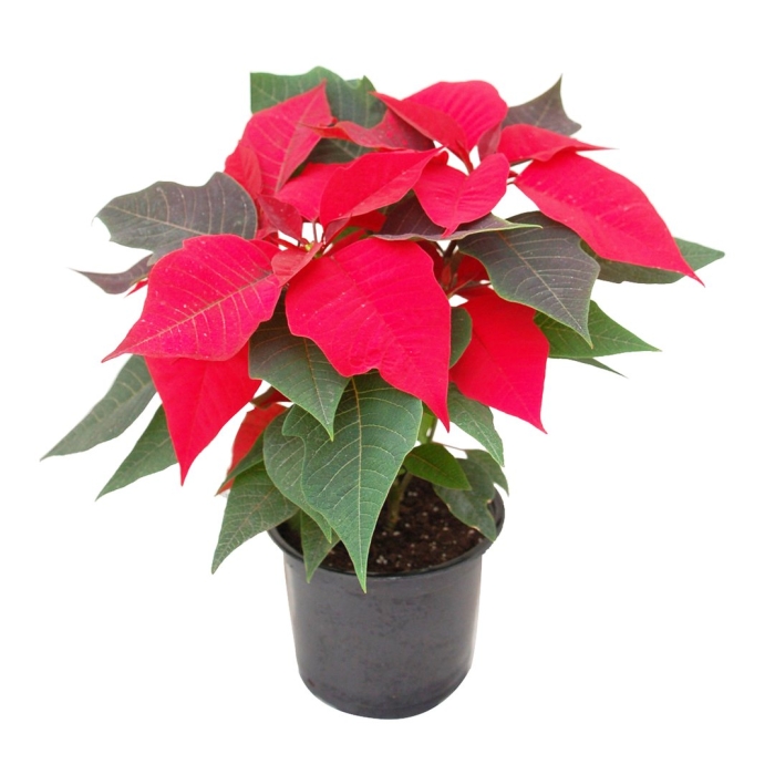 Пуансеттия микс