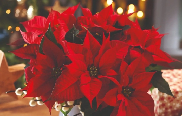 Пуансеттия рождественский цветок