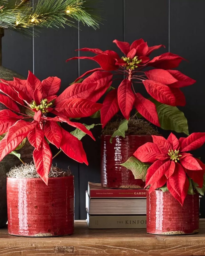 Пуансеттия красная