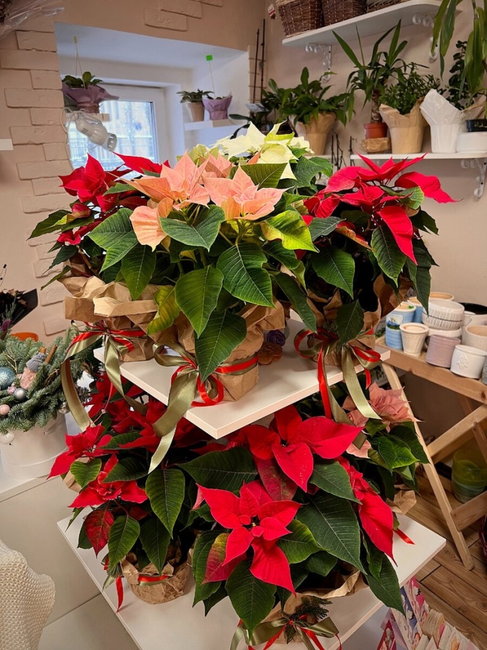 Рождественская звезда растение