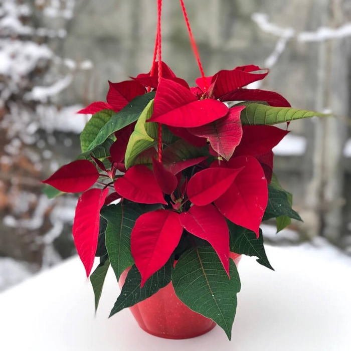 Цветок пуансеттия красная