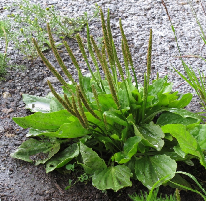 Plantago major