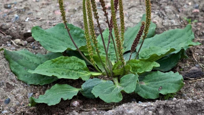 Подорожник большой