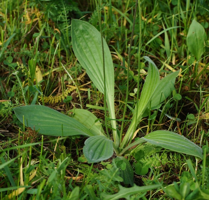 Plantago ovata