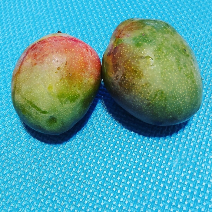 Сорт манго авис