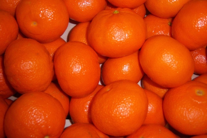 Сорт мандора мандарин