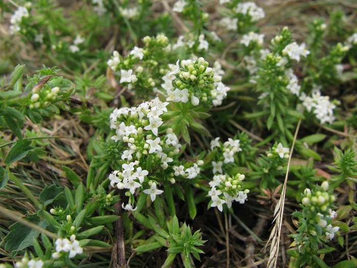 Подмаренник распростертый
