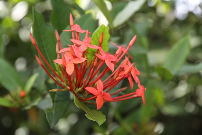 Ixora coccinea