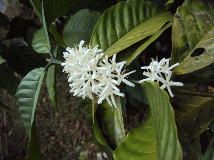 Coffea canephora