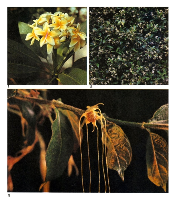 Семейство кутровых